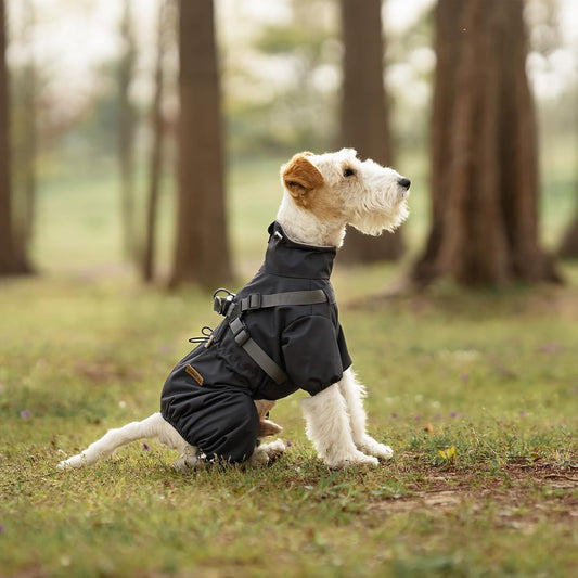 Why Every Dog Needs a Toy